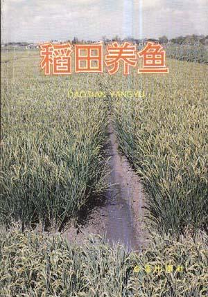 稻田养鱼