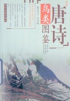 经典唐诗鸟类图鉴